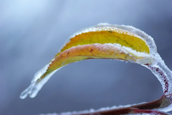 Leaf with ice — Stockfoto