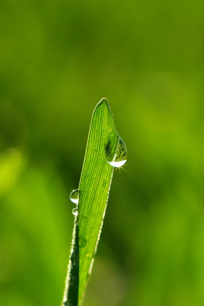 Dew drop — Stock Photo, Image