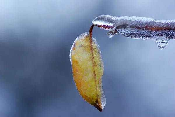Leaf with ice — Stock Photo, Image