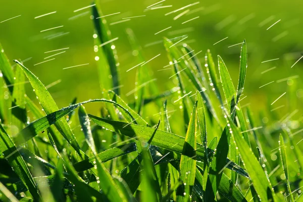 Druppels op grass — Stockfoto