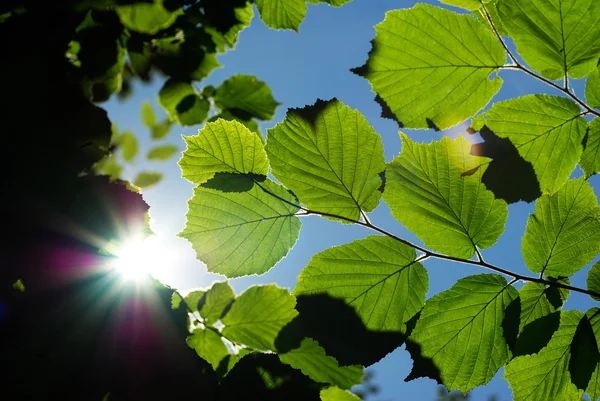 stock image Green leaves