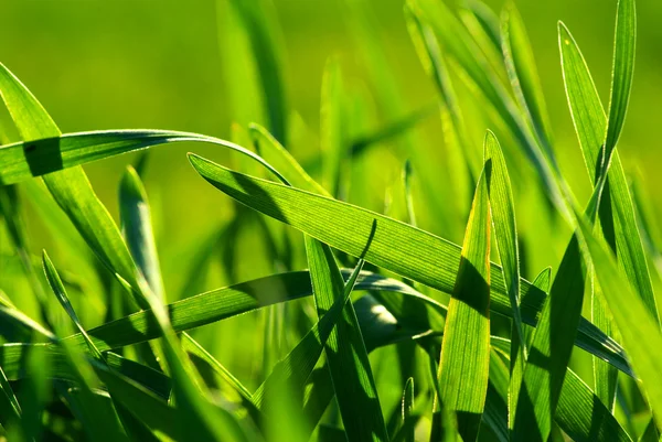 Tekstura trawy — Zdjęcie stockowe