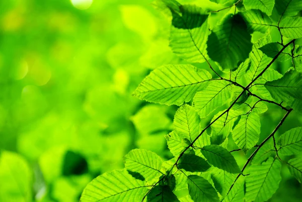 緑の葉 — ストック写真