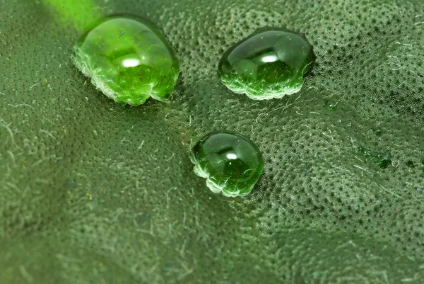 Gotas en verde — Foto de Stock