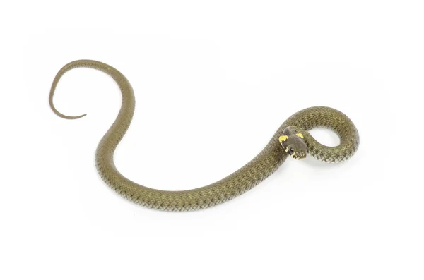 Змія з білого кольору — 스톡 사진