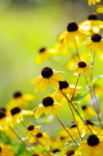 Bunga kuning — Stok Foto