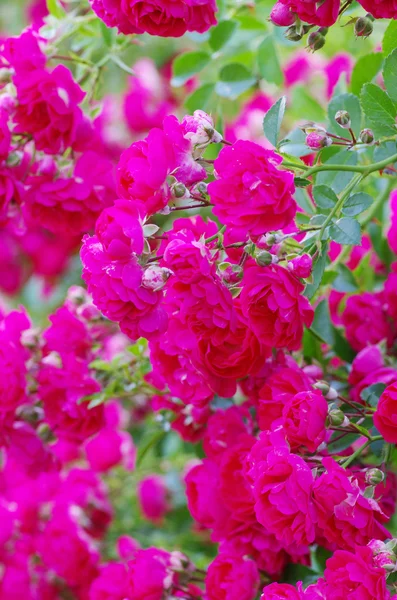 茂みの上のバラ — ストック写真
