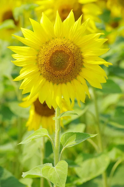 Stock image Sunflowers