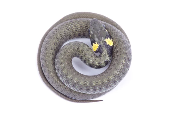 Wąż biały — Zdjęcie stockowe