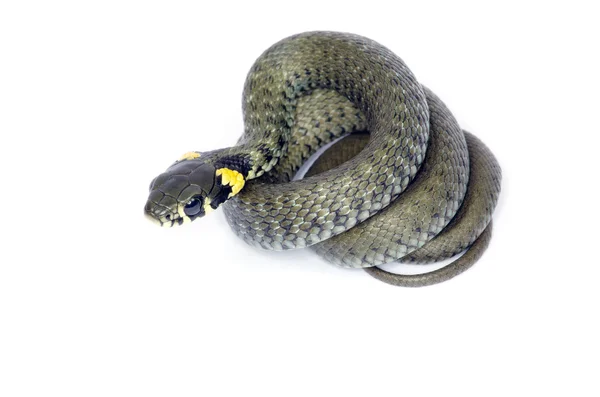 Serpiente sobre blanco — Foto de Stock