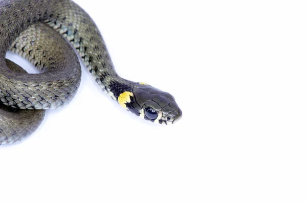 Serpiente sobre blanco — Foto de Stock