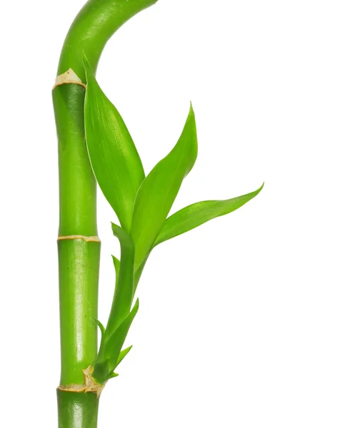 Зеленого бамбука — стокове фото