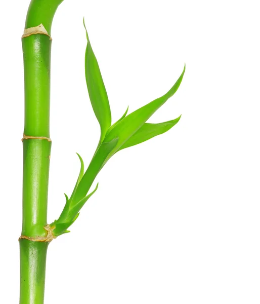 Zelený bambus — Stock fotografie