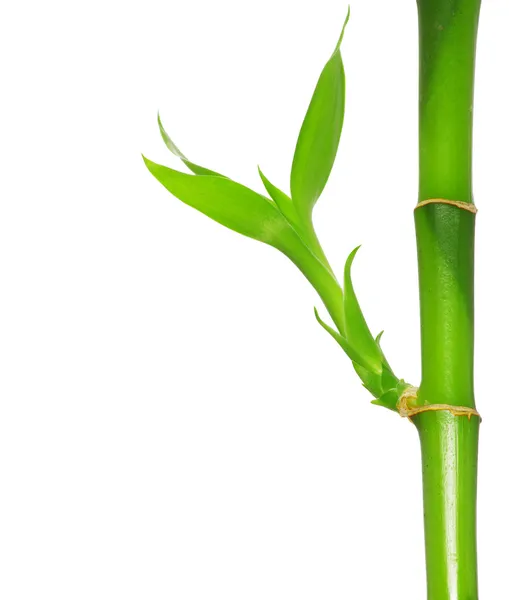 Groene bamboe — Stockfoto