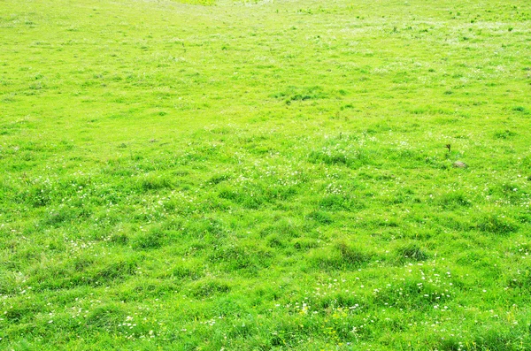 stock image Green grass