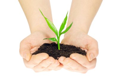 Plant in hands clipart