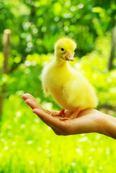 Gosling in the hand — Stock Photo, Image