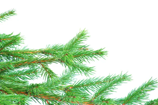Fir tree branches Royalty Free Stock Photos