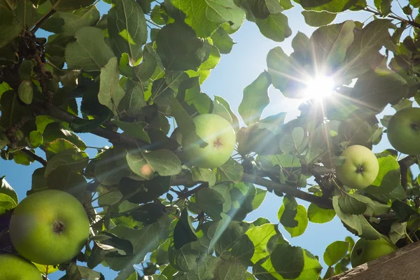 I raggi del sole passano attraverso le foglie di melo — Foto Stock