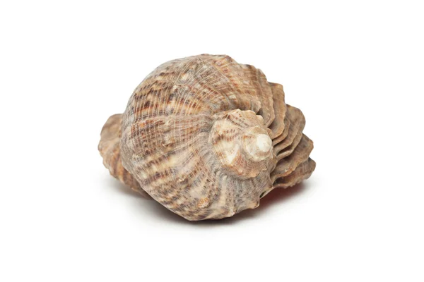 Seashell isolated on the white background — Stock Photo, Image