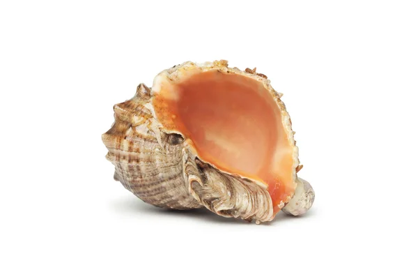 Seashell geïsoleerd over Wit — Stockfoto