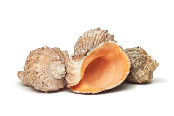 Três conchas isoladas sobre fundo branco — Fotografia de Stock