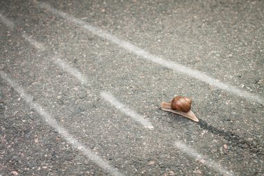 Snail moving its own way concept clipart