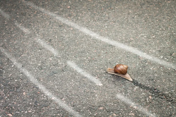 Snail moving its own way concept — Stock Photo, Image