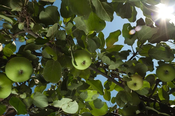 I raggi del sole passano attraverso le foglie di melo lente bagliore — Foto Stock