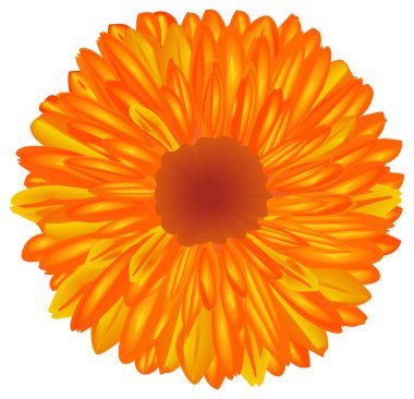 Yellow-orange flower.