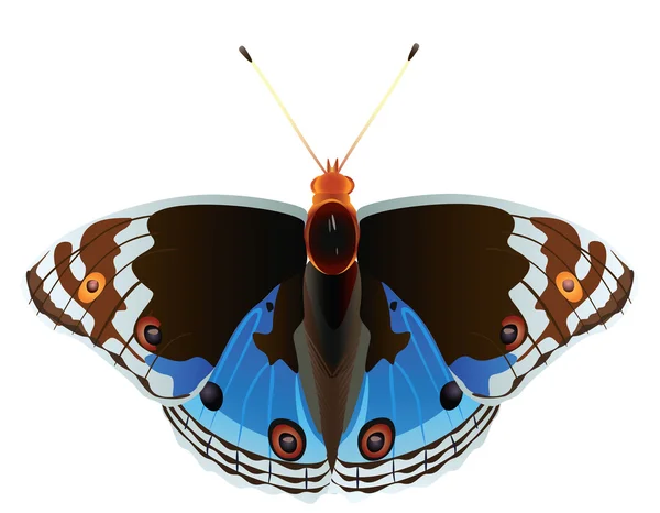Abstract exotic butterfly. — Stockfoto