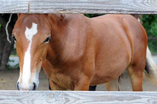 ม้าเกาลัดด้านหลังรั้ว — ภาพถ่ายสต็อก