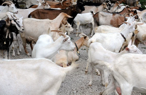 Stádo dojnic koz — Stock fotografie