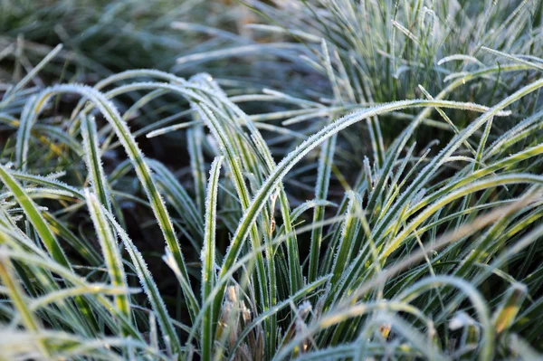 stock image Closeup Frozen Grass