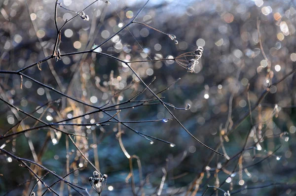 Bevroren druppels op de bush — Stockfoto