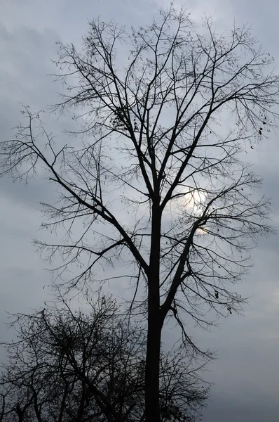 Stromy proti zatažené obloze — Stock fotografie