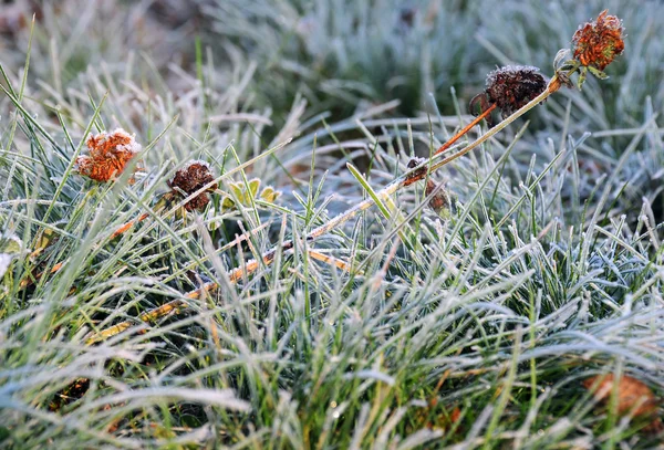 Frozen Flowers — Stock Photo, Image