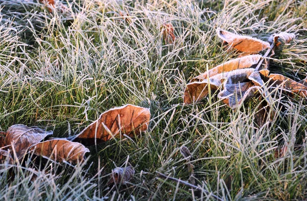 雪に覆われた緑の芝生の上の落ち葉 — ストック写真