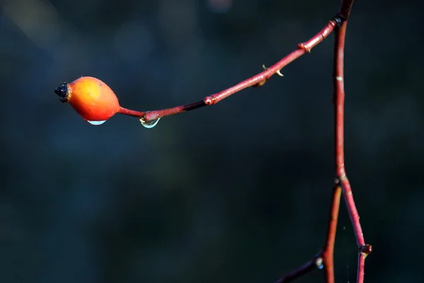 Buzlu pamukçuk berry — Stok fotoğraf