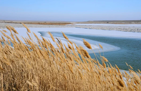 stock image Dry Reeds in the Winter