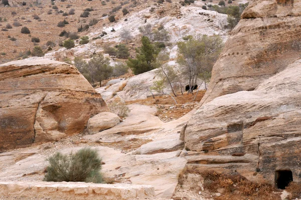 Petra dağlarda seyrek bitki örtüsü — Stok fotoğraf