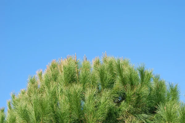 Stock image Needles in the sky