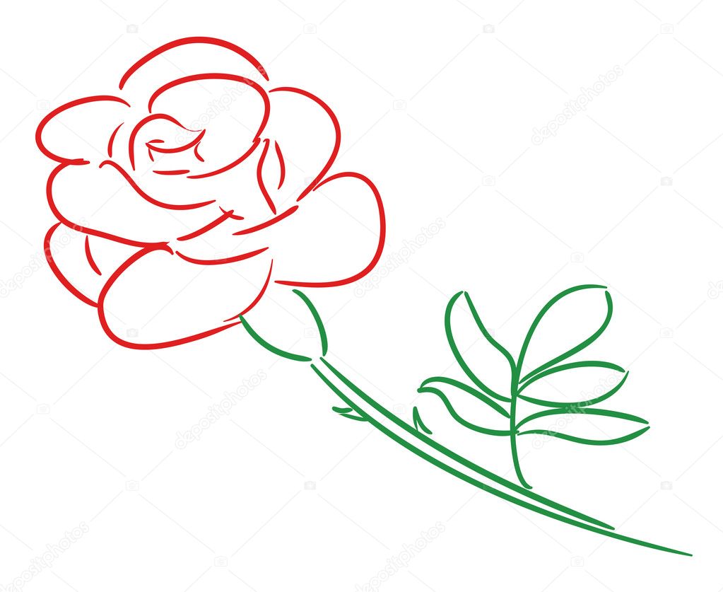 Illustration of red rose