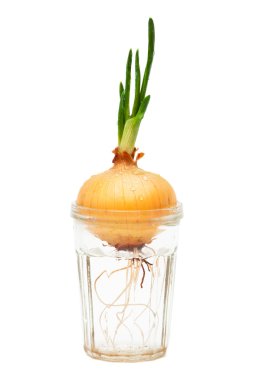 Onions in a glass clipart
