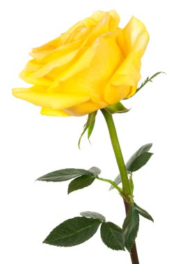 Yellow rose clipart