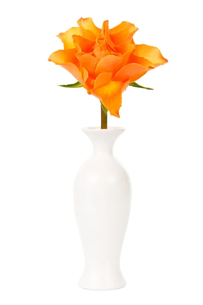 Rose dans un vase — Photo