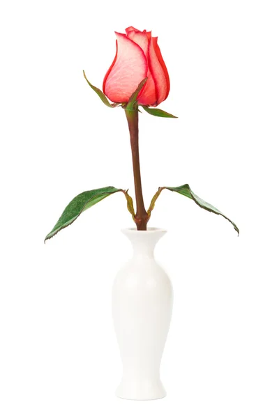 Rose rouge dans un vase — Photo