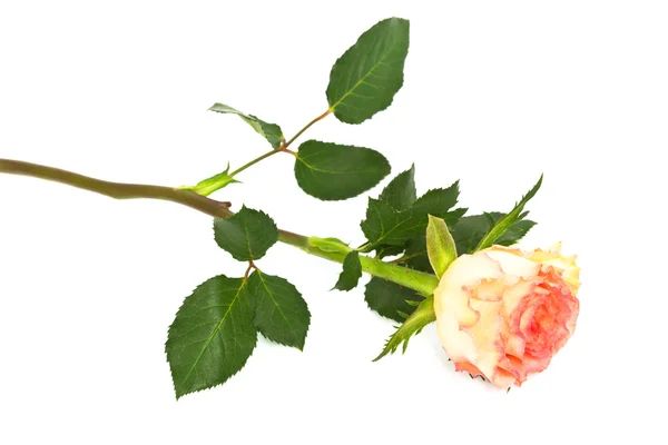 Rosa sobre un fondo blanco — Foto de Stock