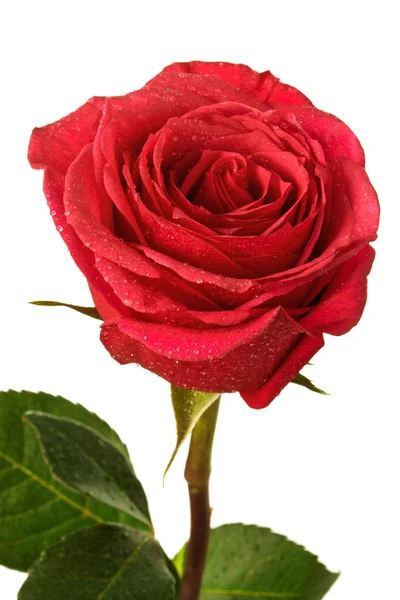 Rosa escarlata única — Foto de Stock