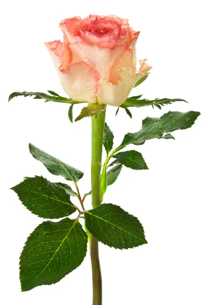 Singola bella rosa — Foto Stock